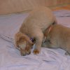 Welpen